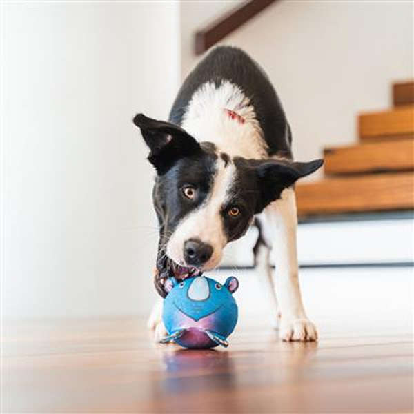 Red Dingo Durables Zebra Ball Toy For Dogs (White)