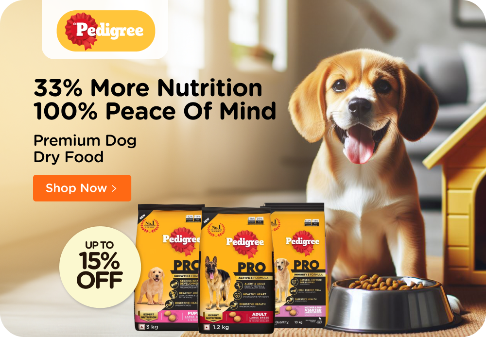 Online dog online food store