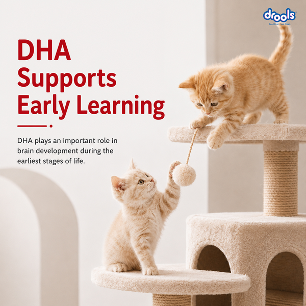Drools Mackerel Kitten (1 to 12 Months) Cat Dry Food