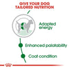 Royal Canin Mini Adult Dog Dry Food Dogs- Dry Food Royal Canin