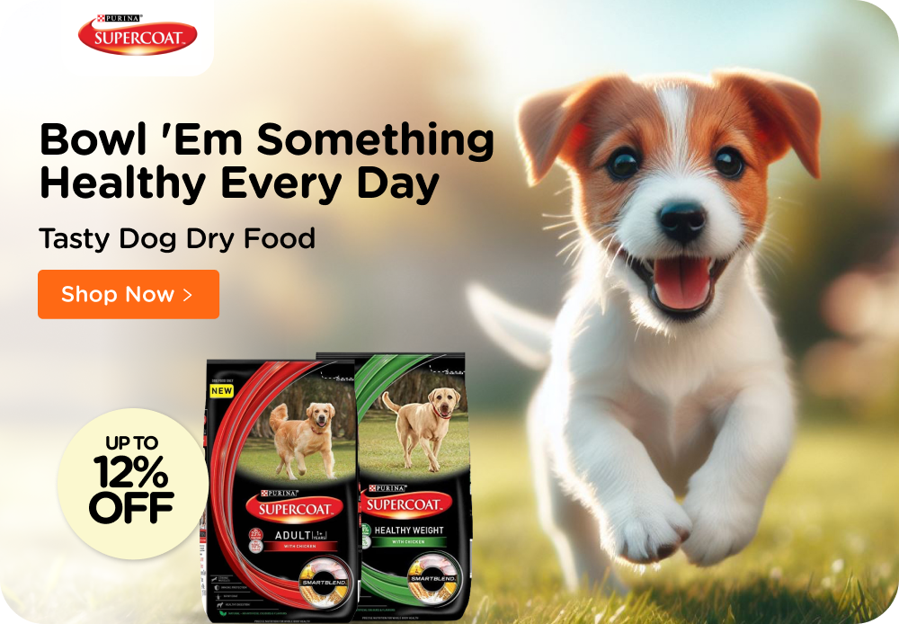 Dogs accessories online outlet shopping