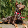 Red Dingo Classic Leash For Dogs (Red) Dogs-Collar, Leashes, harnesses Red Dingo Dropship