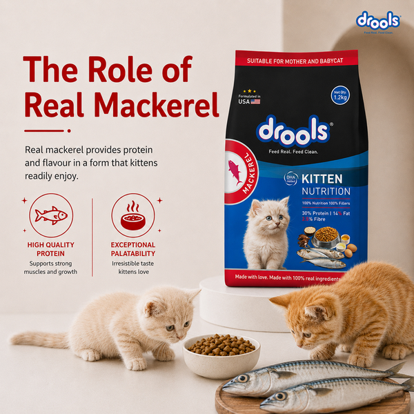 Drools Mackerel Kitten (1 to 12 Months) Cat Dry Food