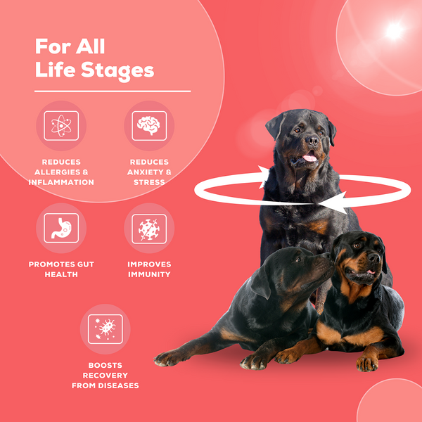 Venttura Immuno Plus Immunity Booster Spray for Dogs