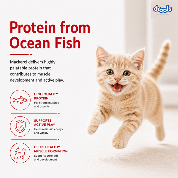 Drools Mackerel Kitten (1 to 12 Months) Cat Dry Food