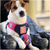 Joyser Active TPU DuoBall for Dogs (Blue/Pink) Dogs-Toys Joyser