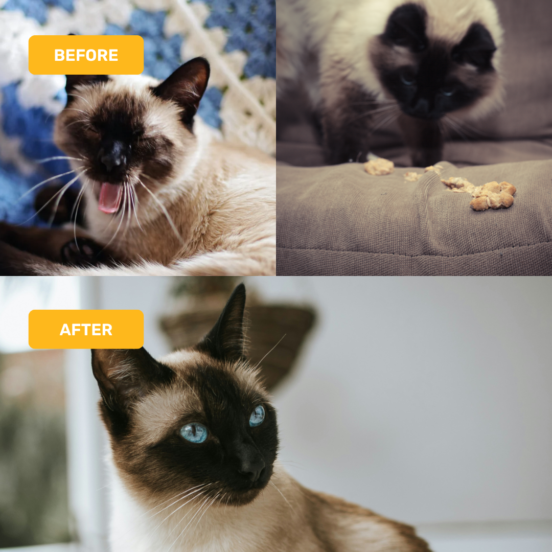 Absolut Pet Hair Ball Relief Creamy Supplement for Cat Cats-Health & Wellness Absolut Pet