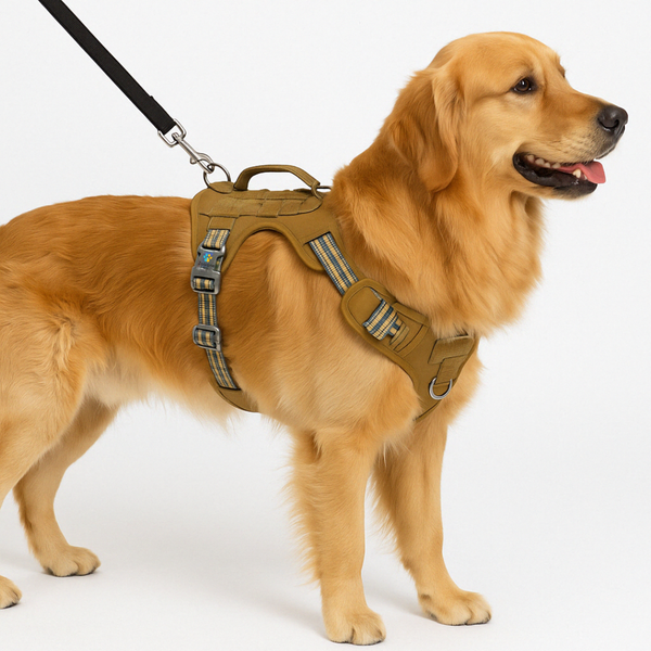 Zoivane Harness for Dogs (Black & Green)