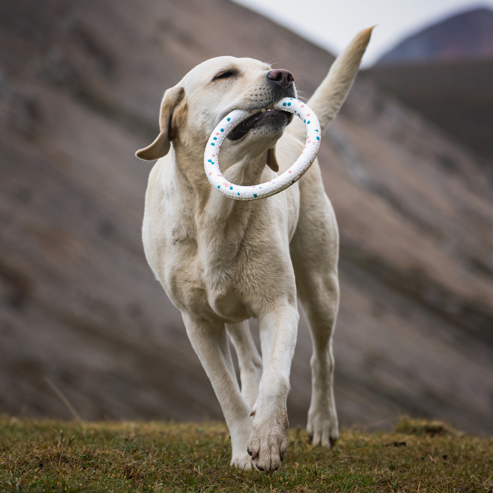 Talking Dog Club Bloom Ring Indestructible Heavy Chew Toy for Dogs (White) Dogs-Toys Talking Dog Club Dropship
