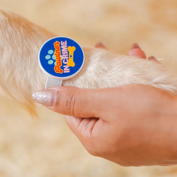 Raksha Bandhan Pawtner in Crime Rakhi for Dogs & Cats by Pet Set Go