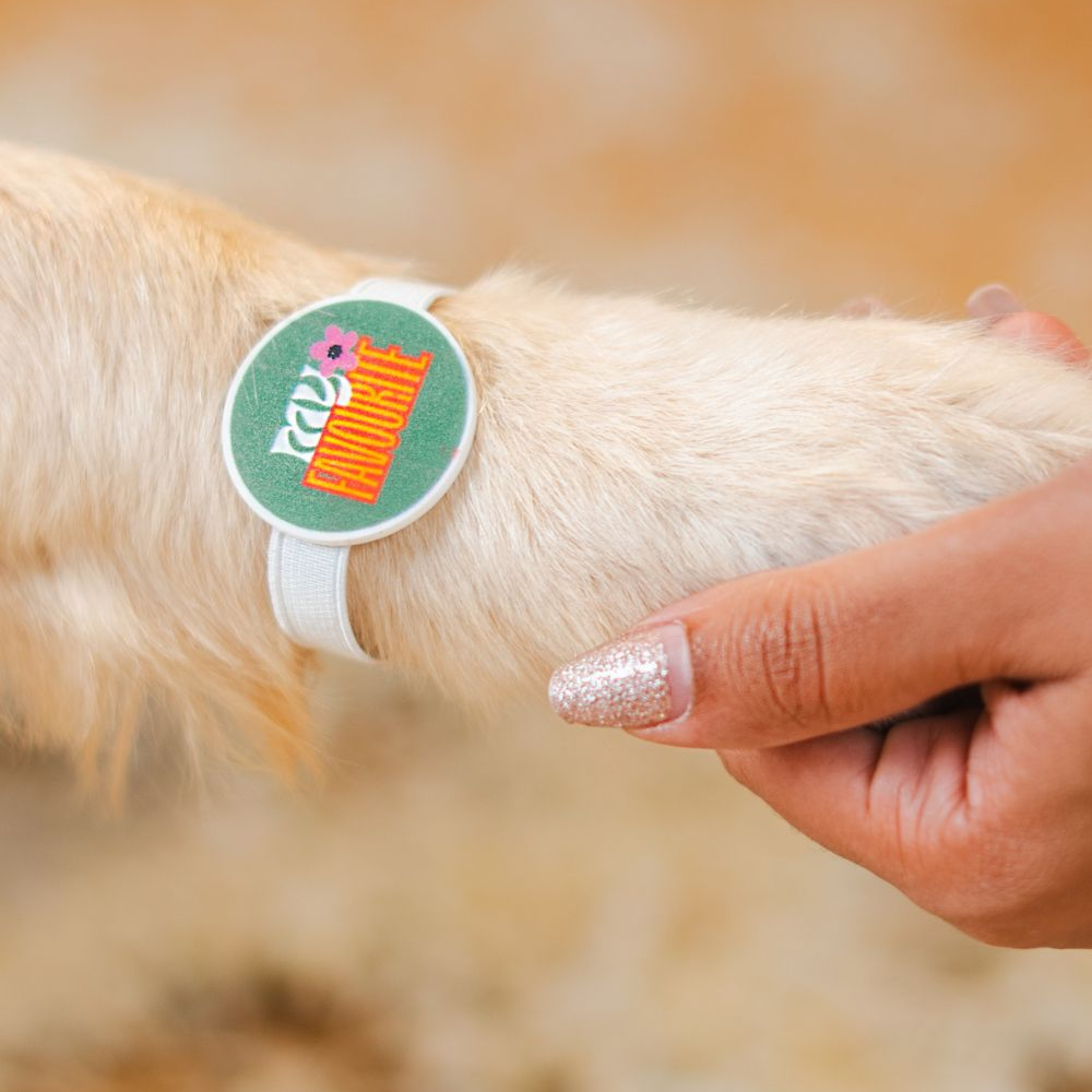 Raksha Bandhan My Favourite Rakhi for Dogs & Cats by Pet Set Go Both-Clothing & Accessories Pet Set Go Dropship