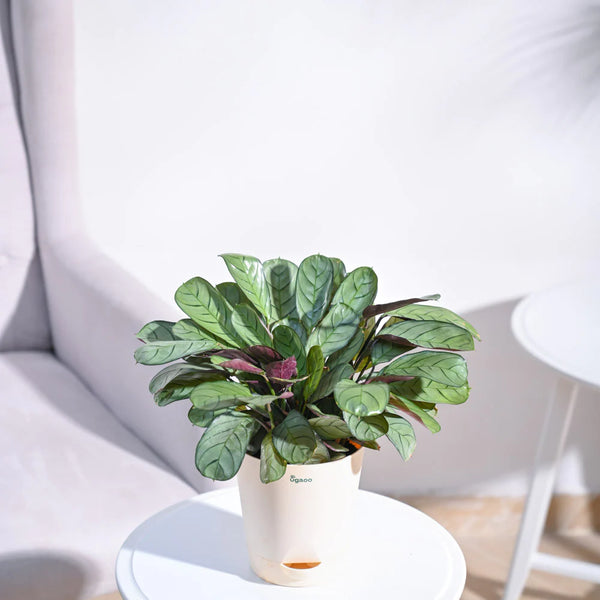 Ugaoo Calathea Prayer Indoor Live Pet Safe Plant with Pot