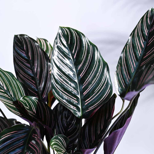 Ugaoo Calathea Sanderiana Natural Live Indoor Pet Safe Plant with Pot
