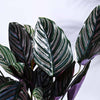 Ugaoo Calathea Sanderiana Natural Live Indoor Pet Safe Plant with Pot Pet Parent-Home & Garden Ugaoo Dropship