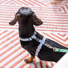 Red Dingo Classic Leash For Dogs (Pastel Green) Dogs-Collar, Leashes, harnesses Red Dingo Dropship