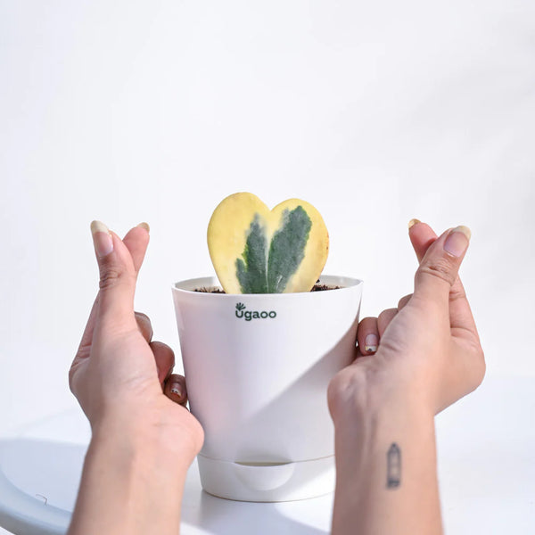 Ugaoo Heart Hoya Variegated Succulent Live Pet Safe Plant with Pot