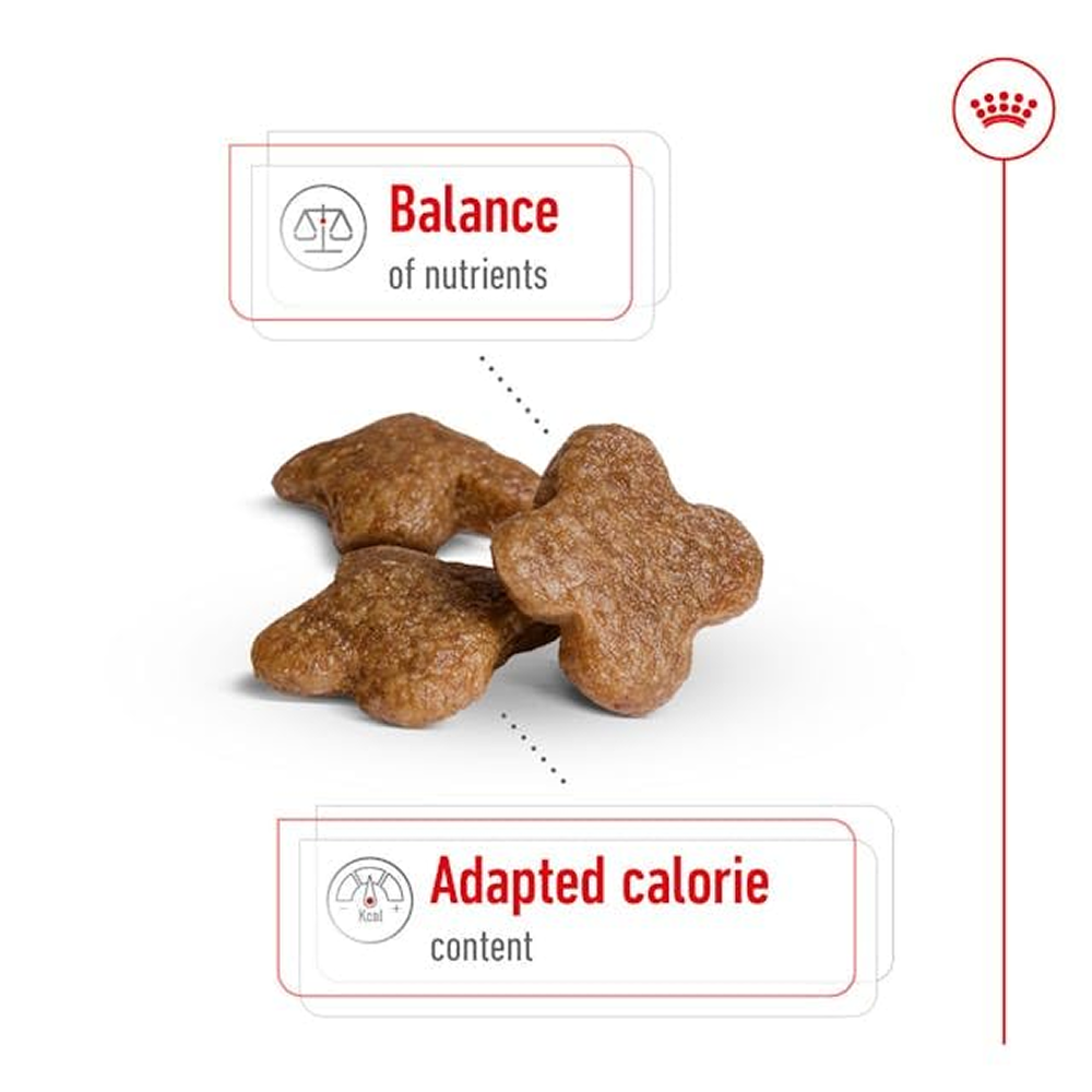 Royal Canin Mini Adult Dog Dry Food with 8+ Years of age Dogs- Dry Food Royal Canin