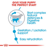 Royal Canin Giant Breed Dog and Puppies Starter Dog Dry Food Dogs- Dry Food Royal Canin