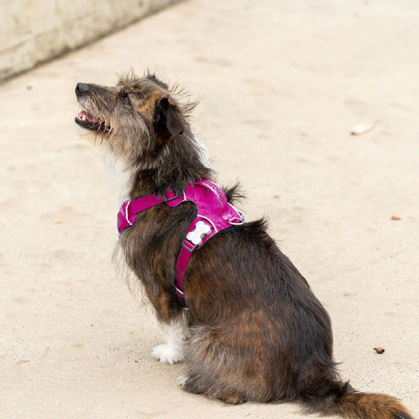 Red Dingo Sport Harness for Dogs (Fuchsia)