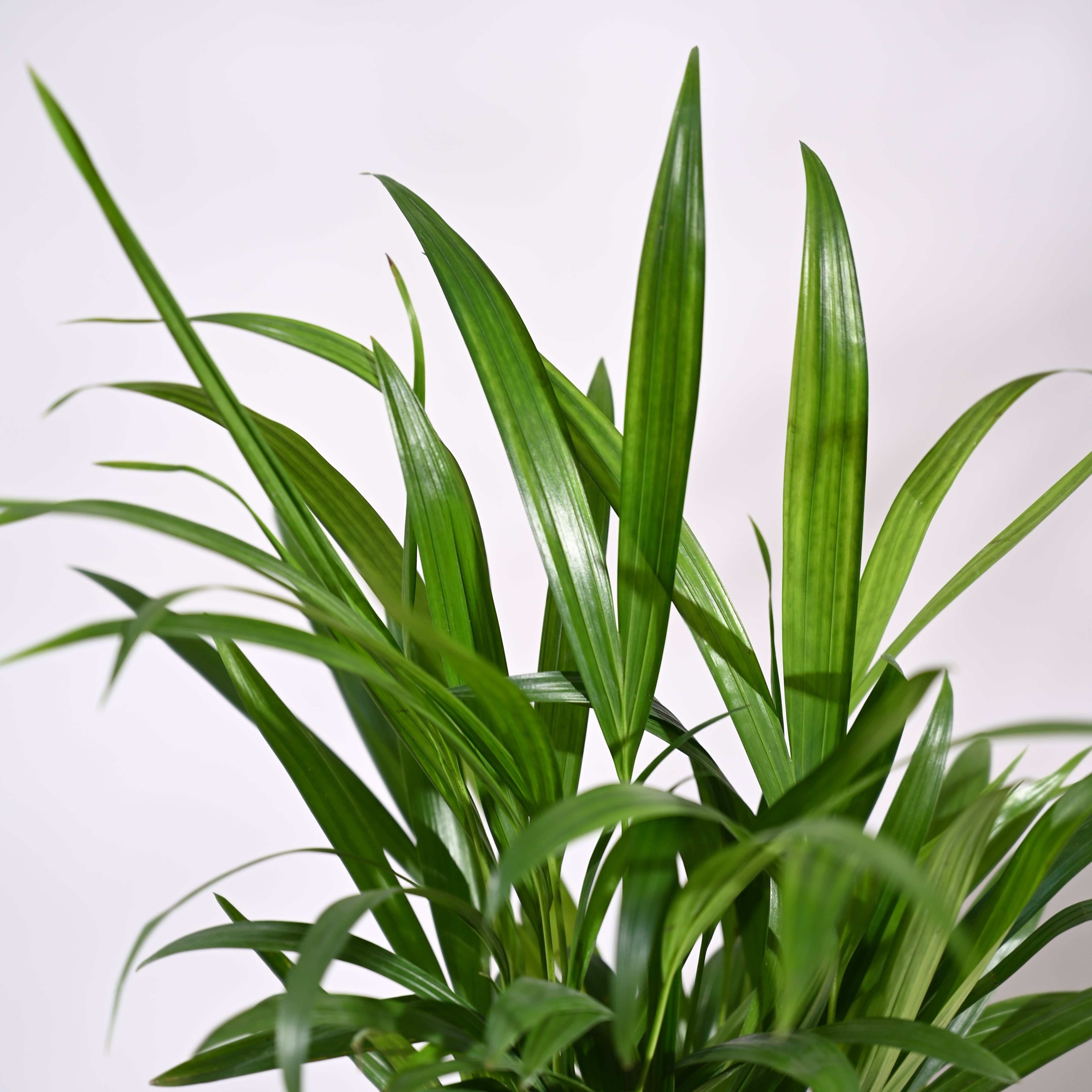 Ugaoo Areca Palm Plant with Self Watering Pot Pet Parent-Home & Garden Ugaoo Dropship
