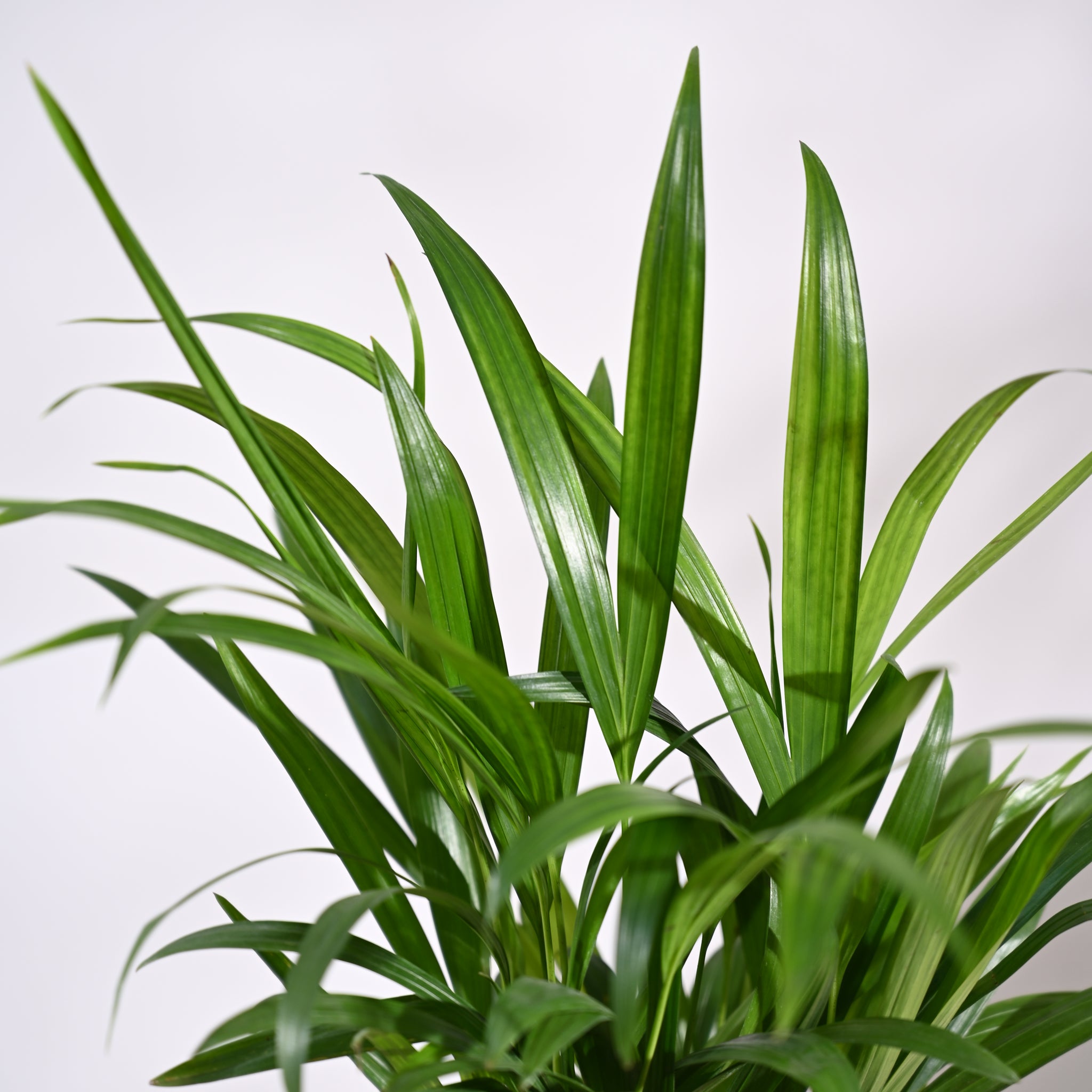 Ugaoo Areca Palm Plant with Self Watering Pot Pet Parent-Home & Garden Ugaoo Dropship