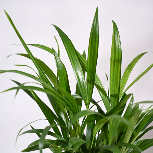 Ugaoo Areca Palm Pet Safe Plant with Self Watering Pot