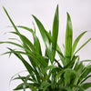 Ugaoo Areca Palm Pet Safe Plant with Self Watering Pot Pet Parent-Home & Garden Ugaoo Dropship