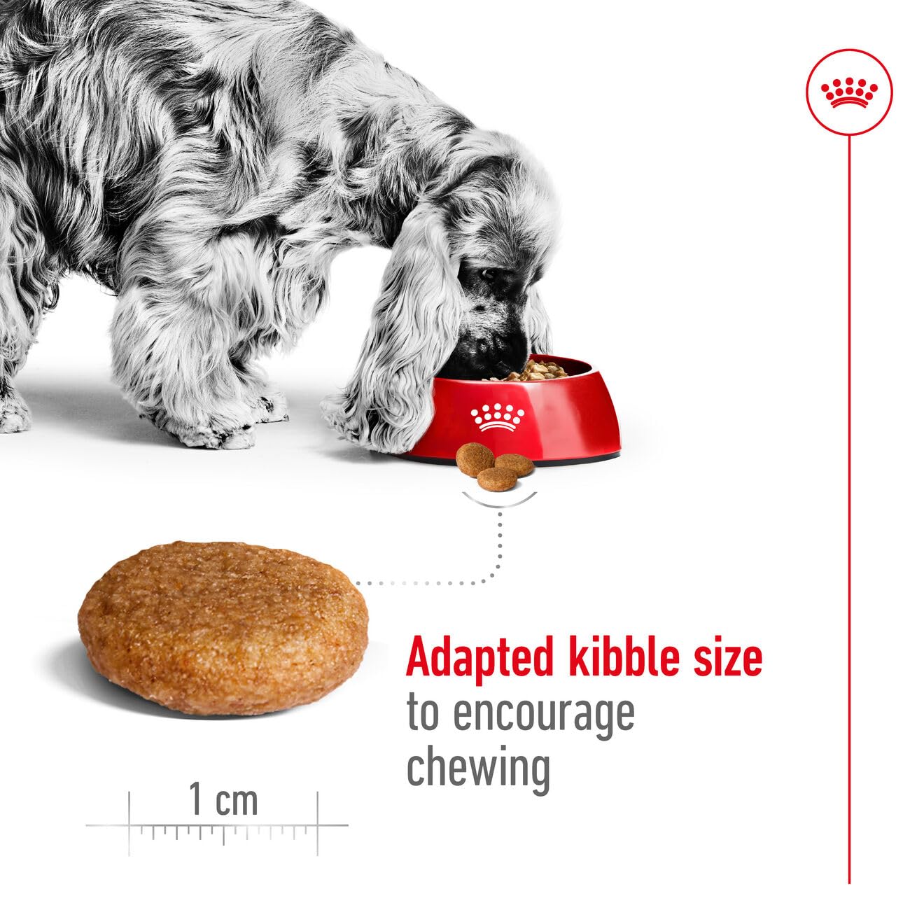 Royal Canin Medium Adult Dog Dry Food Dogs- Dry Food Royal Canin