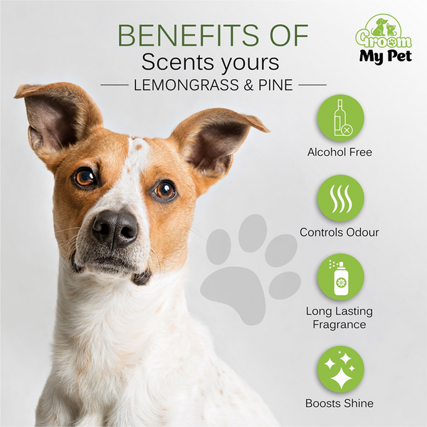 Groom My Pet Lemongrass & Pine Pampered Pooch Cologne for Dogs