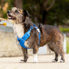 Red Dingo Sport Harness for Dogs (Electric Blue) Dogs-Collar, Leashes, harnesses Red Dingo Dropship