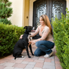 PetSafe Big Dog Deluxe Anti Bark Control Collar for Dogs Dogs-Toys Petsafe Dropship