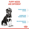 Royal Canin Maxi Puppy Dog Dry and Wet Food Combo Exclusive Combo Royal Canin