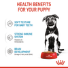 Royal Canin Maxi Starter Dry Food and Maxi Puppy Dog Wet Food Combo Exclusive Combo Royal Canin
