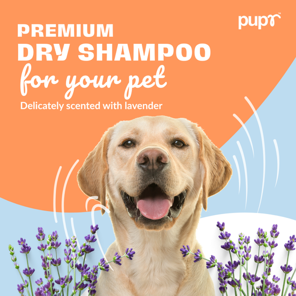 Pupr Dry Bath Lavender Flavoured Shampoo for Dogs