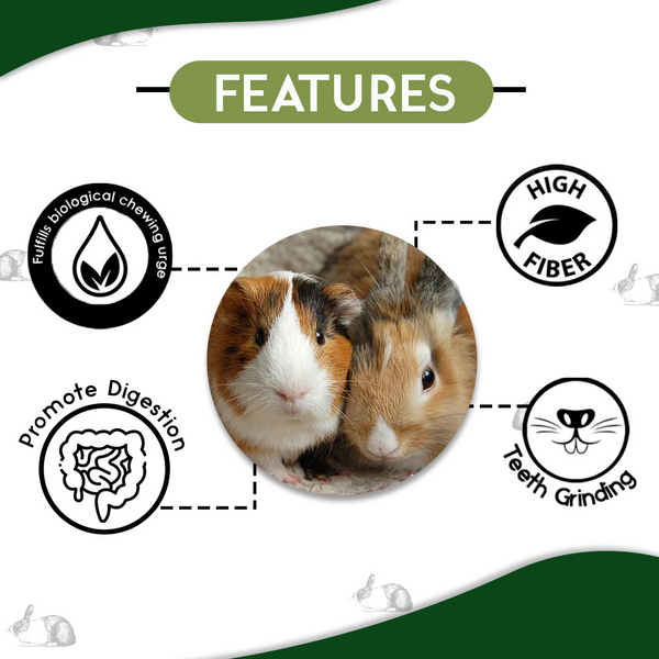 M Pets Training Wheel For Hamsters and INR&