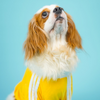 Pets Way Dive In Stripes Tshirt for Dogs (Yellow) Dogs-Clothing & Accessories Pets Way Dropship