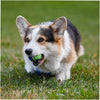 Joyser Active TPU Ball for Dogs (Blue/Green) Dogs-Toys Joyser