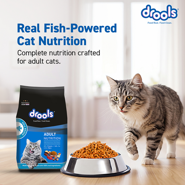 Drools Ocean Fish Adult Cat Dry Food
