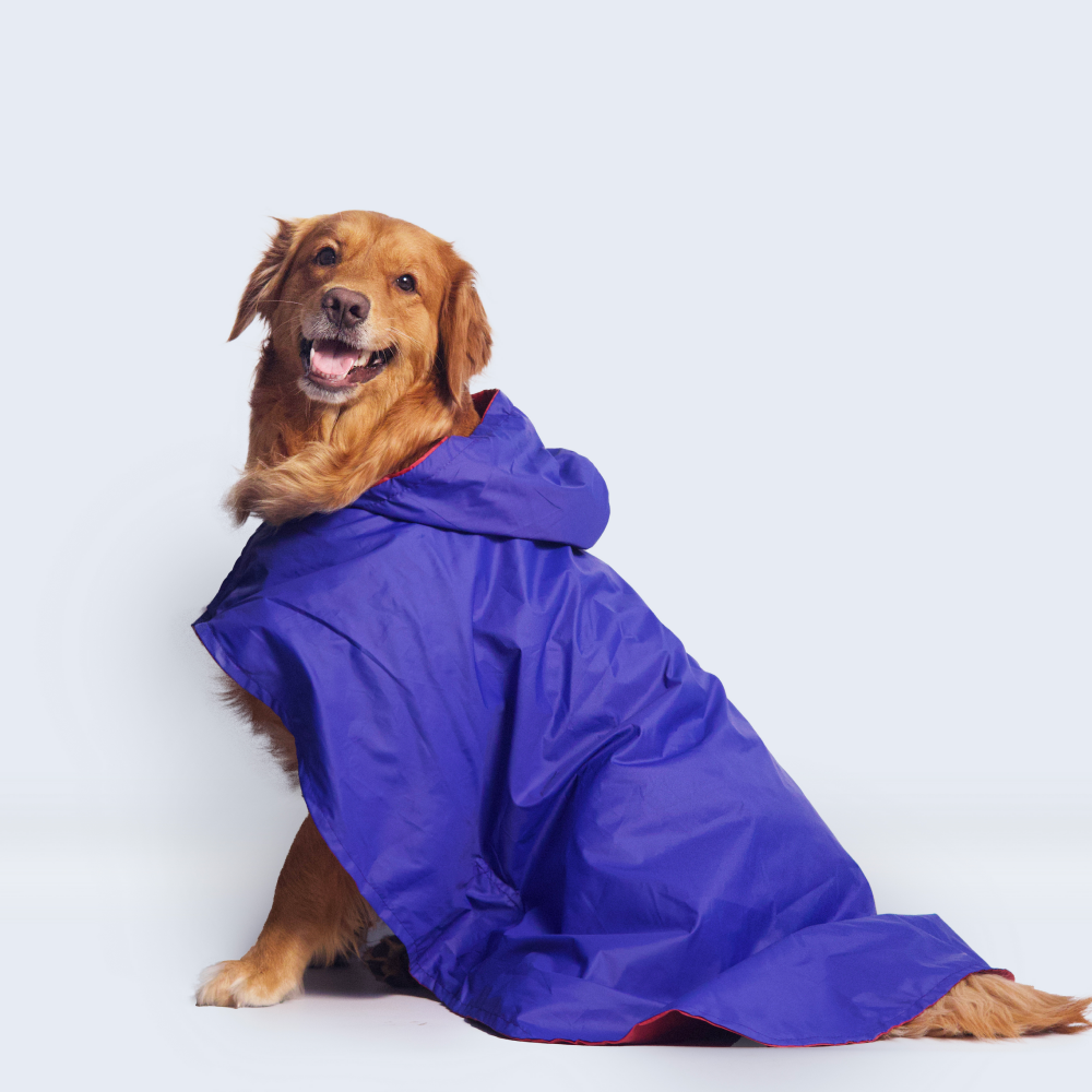 Pet Set Go Cape Style Raincoat for Dogs (Blue) Dogs-Clothing & Accessories Pet Set Go