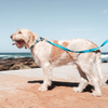 Red Dingo Classic Leash For Dogs (Turquoise) Dogs-Collar, Leashes, harnesses Red Dingo Dropship