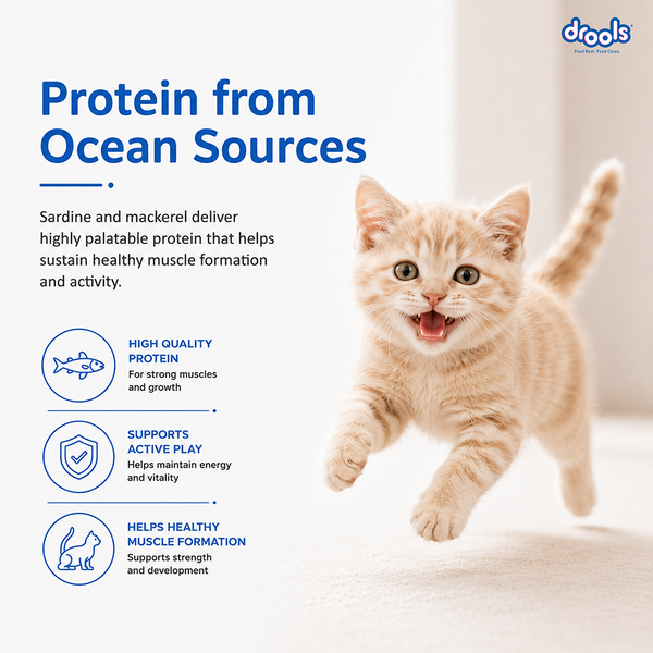 Drools Ocean Fish Kitten Cat Dry Food