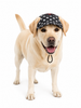 Pawgypets Star Denim Cap and Bandana Set for Dogs and Cats (Black) Both-Clothing & Accessories Pawgypets Dropship