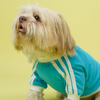 Pets Way Dive In Stripes Tshirt for Dogs (Ocean) Dogs-Clothing & Accessories Pets Way Dropship
