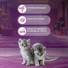 Whiskas Mackerel Flavour Kitten (2 to 12 months)Cat Dry Food Cats- Dry food Whiskas