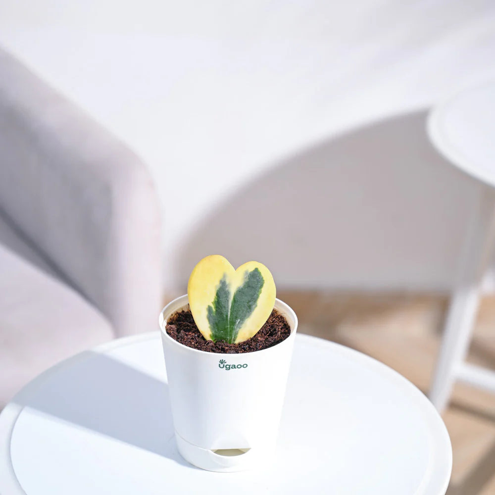 Ugaoo Heart Hoya Variegated Succulent Live Pet Safe Plant with Pot Pet Parent-Home & Garden Ugaoo Dropship