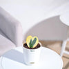 Ugaoo Heart Hoya Variegated Succulent Live Pet Safe Plant with Pot Pet Parent-Home & Garden Ugaoo Dropship