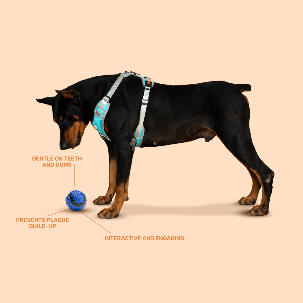 Kibbo Non Toxic Dotted Rubber Big Ball Chew Toy for Dogs and Cat (Blue) Both-Toys Kibbo