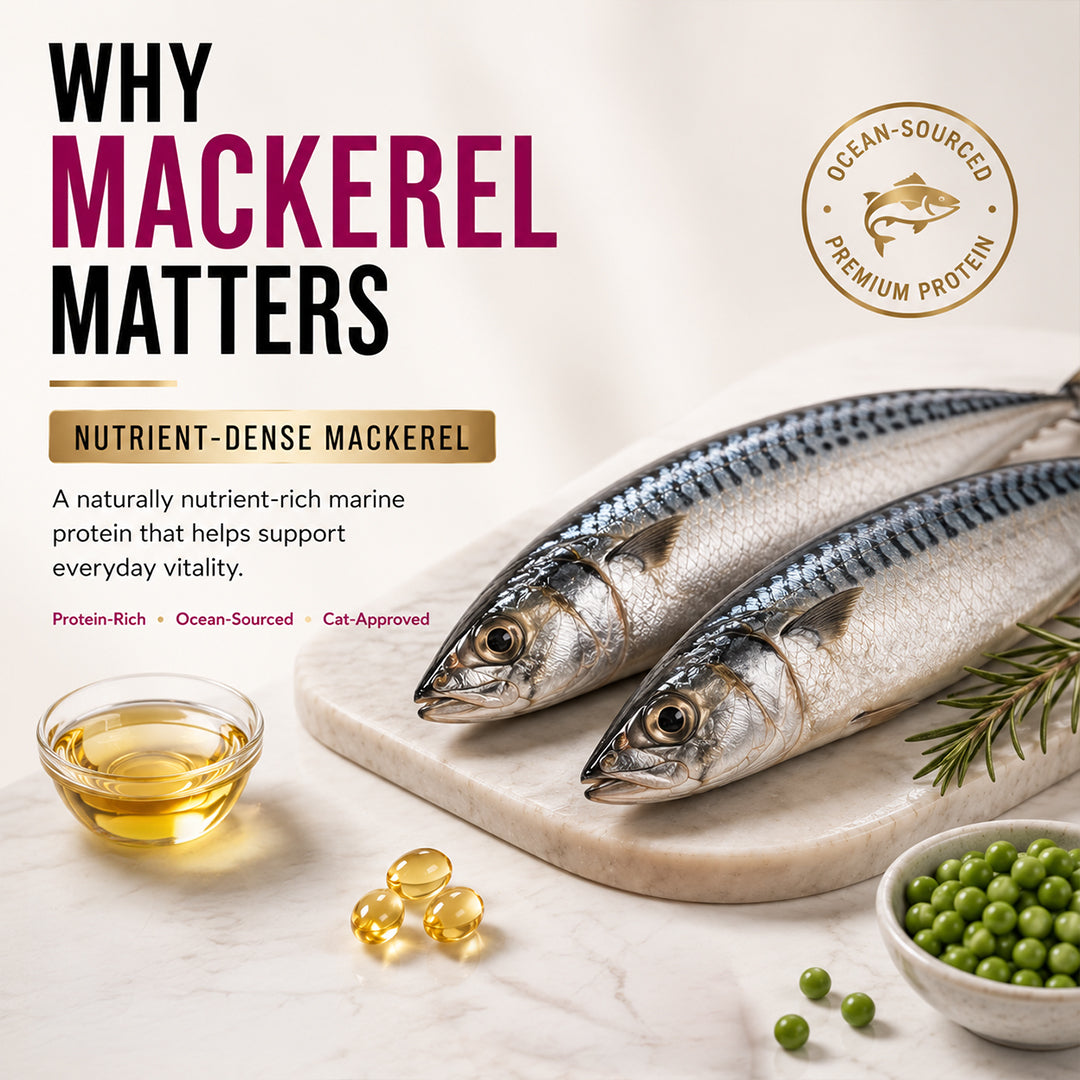 Signature Grain Zero Ocean Fish, Sardine and Mackerel Long Coat & Persian Adult Cat Dry Food Cats- Dry food Signature