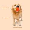 Kibbo Non Toxic Tennis Rubber Ball Chew Toy for Dogs and Cat (Orange) Both-Toys Kibbo