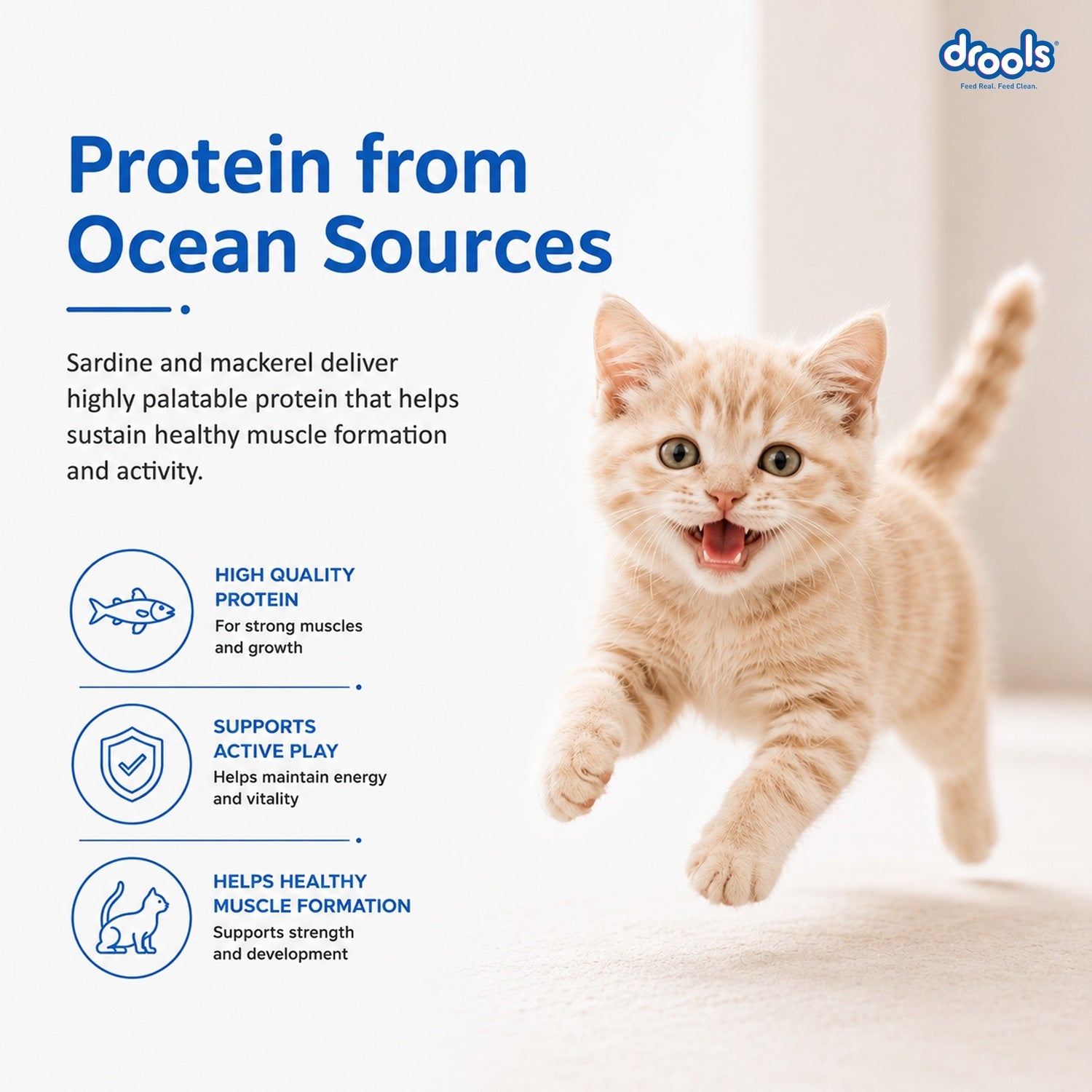 Drools Ocean Fish Kitten Cat Dry Food Cats- Dry food Drools